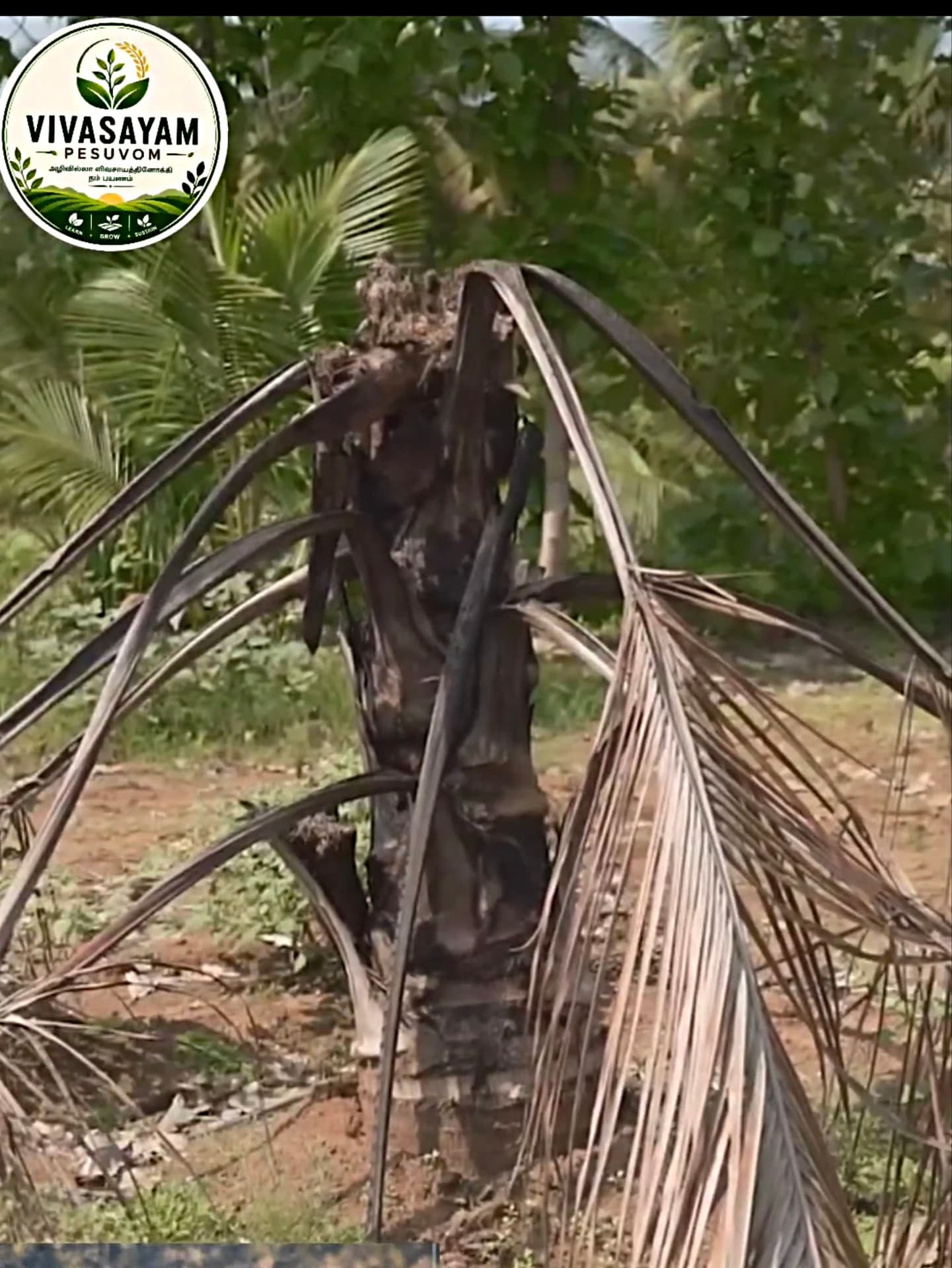 Red Palm Weevil — Crown fully collapsed and palm killed by internal damage.