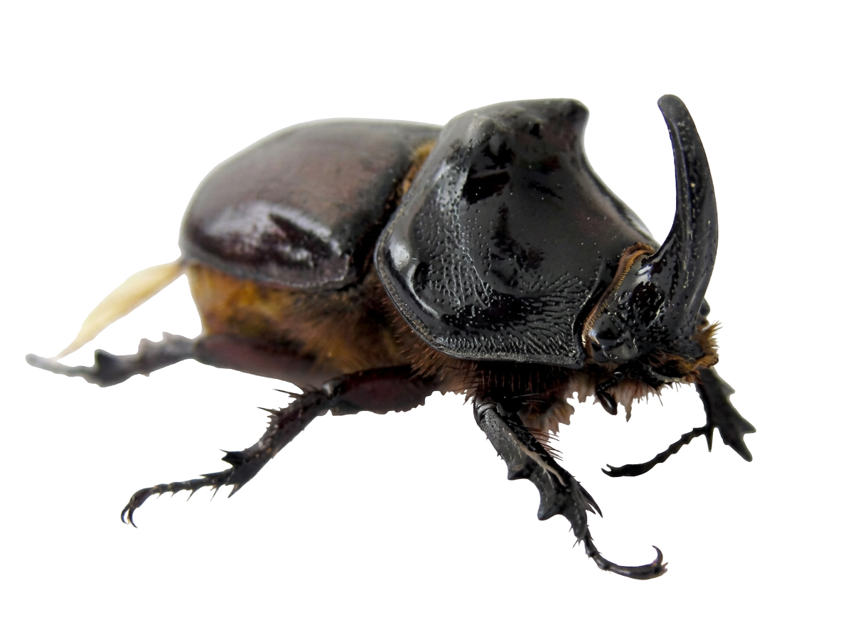 Rhinoceros Beetle