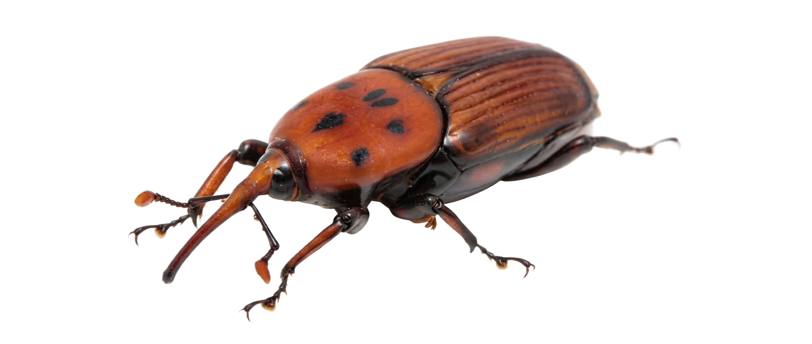 Red Palm Weevil