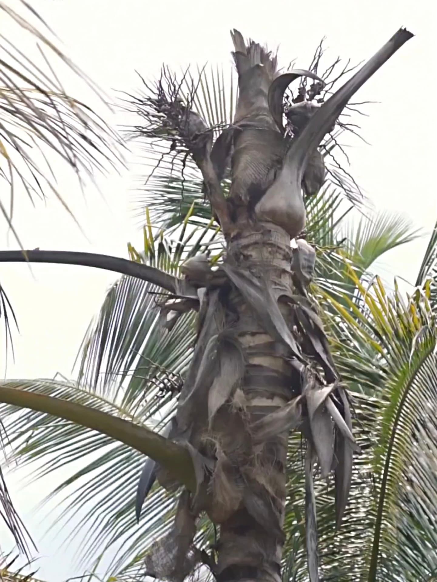 Red Palm Weevil — Rotted crown with dried, shredded central fronds.