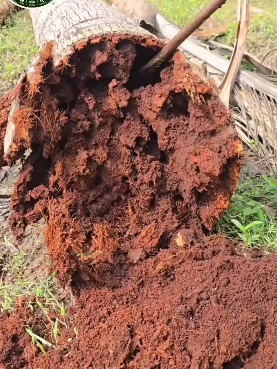Red Palm Weevil — Trunk hollowed out by tunnelling grubs.