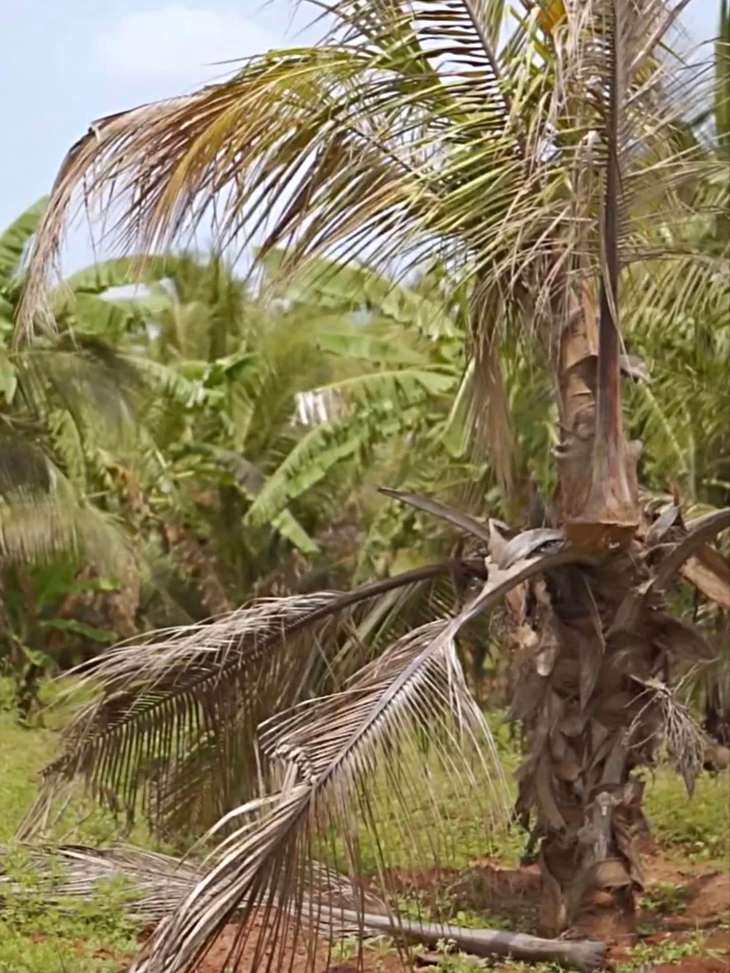 Red Palm Weevil — Yellowing, wilting fronds drooping as the palm weakens.