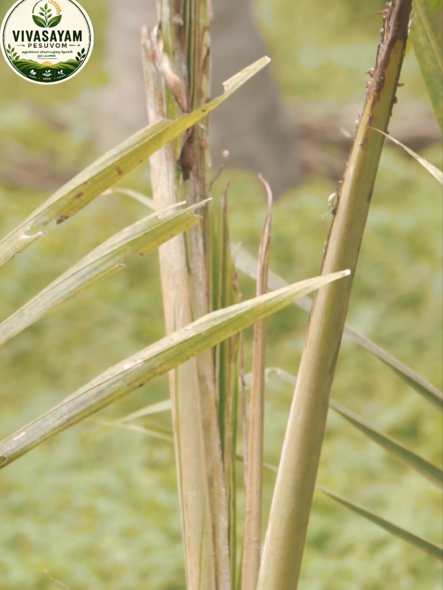 Rhinoceros Beetle — Characteristic V-shaped cuts on the fronds.