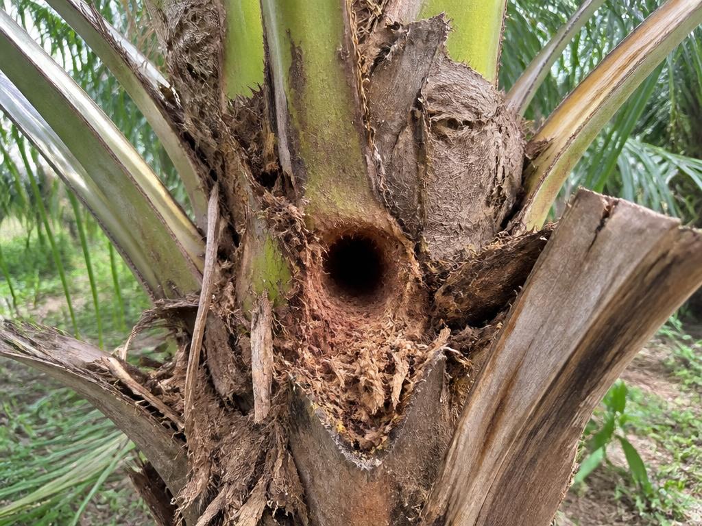 Rhinoceros Beetle — Bore hole at the crown with fibrous chewed waste.