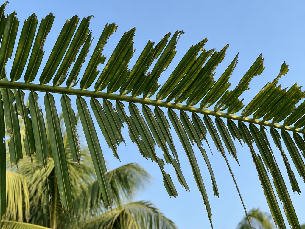 Rhinoceros Beetle — Characteristic V-shaped cuts on the fronds.
