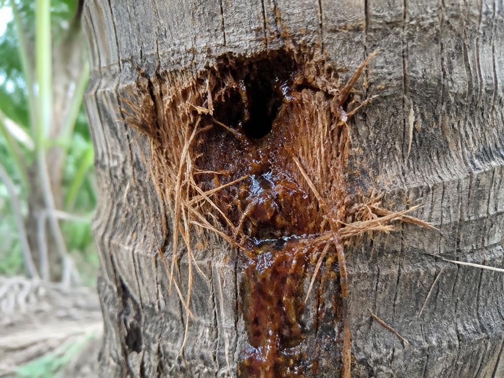 Red Palm Weevil — Trunk hole oozing brown viscous liquid.
