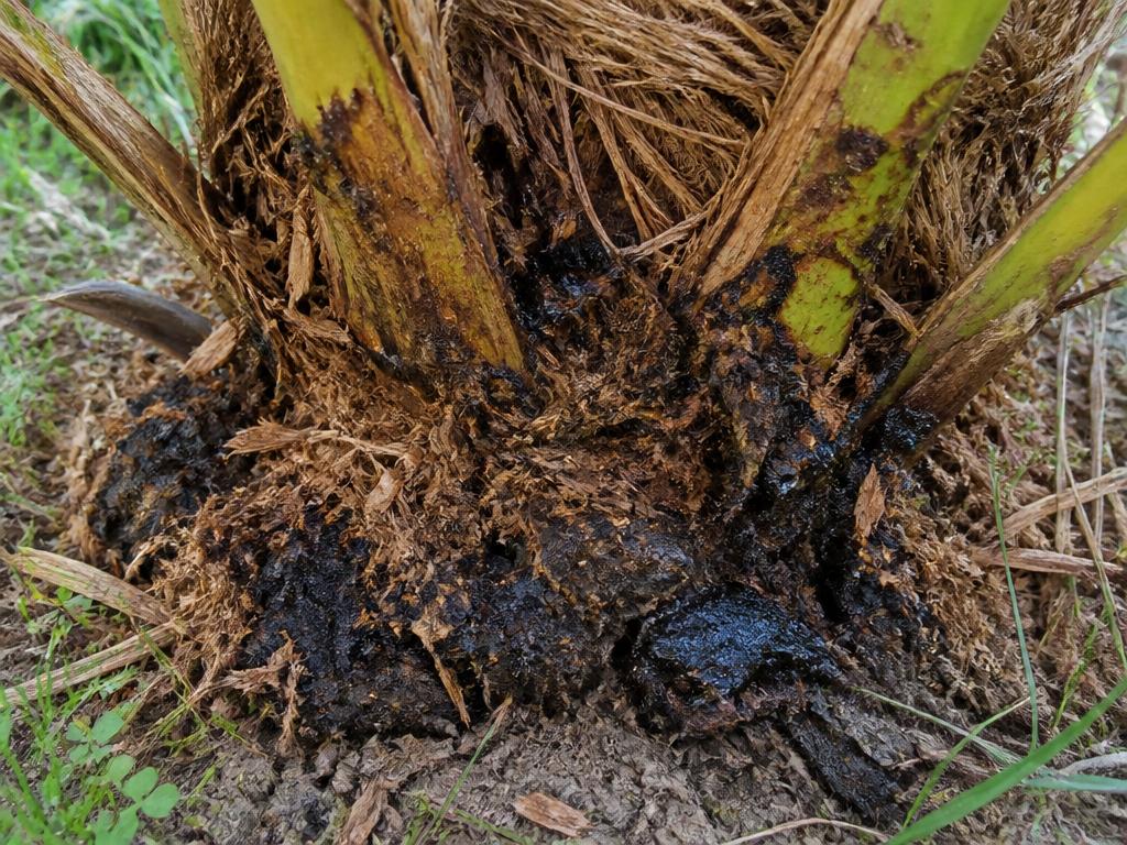 Red Palm Weevil — Chewed fibre and ooze at the base of the palm.