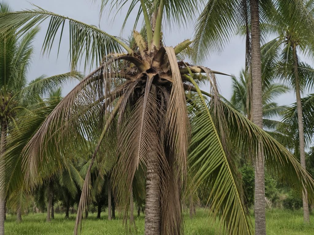 Red Palm Weevil — Central fronds wilting and crown collapsing.