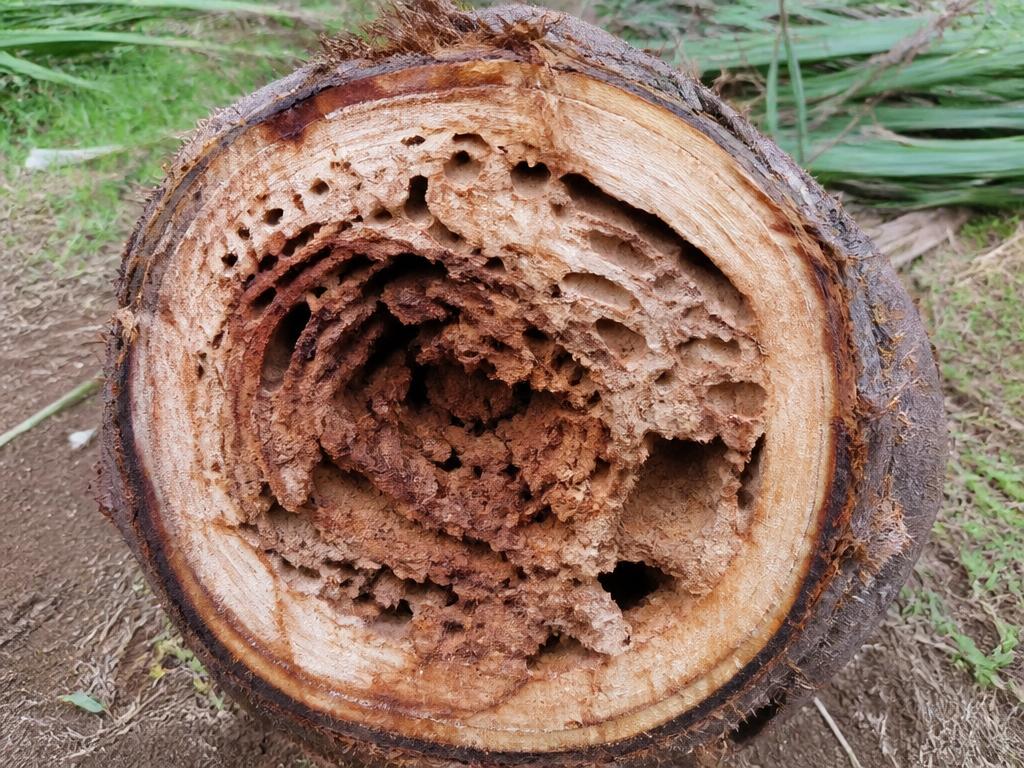 Red Palm Weevil — Trunk hollowed out by tunnelling grubs.